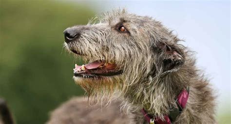Irish Wolfhound Is This Gentle Giant Your Perfect Companion