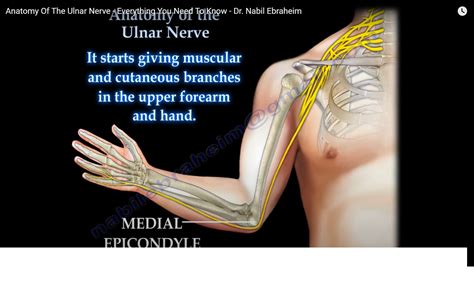 Ulnar Nerve Aka Musician Nerve Is Chief Muscle Of Han