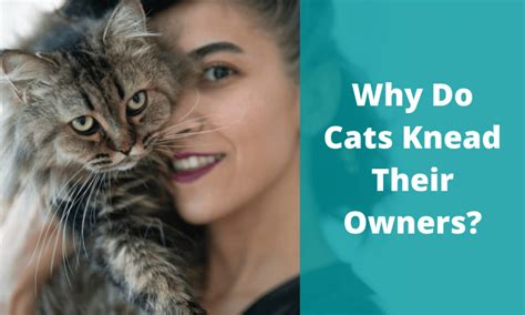 Why Do Cats Knead Their Owners Reasons Behind The Behaviour