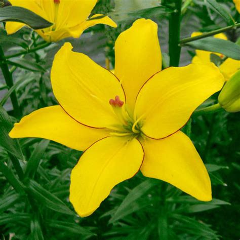 Buy Yellow Cocotte Asiatic Lily Asiatic Lilies Brecks