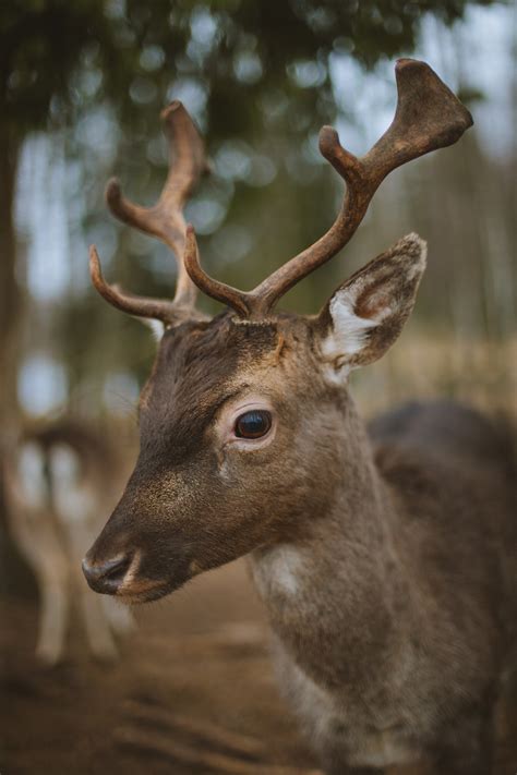 Rising Sika Deer Populations Linked To Bovine Tb Infections