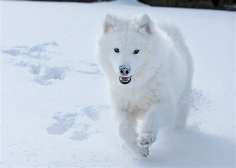 7 Great Snow Dog Breeds Vetstreet Vetstreet