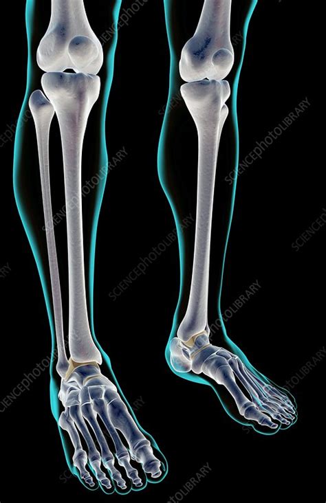 The Bones Of The Leg Stock Image F0019893 Science Photo Library