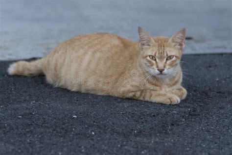 Yellow Pregnant Stray Cat By The Street Stock Photo Image Of