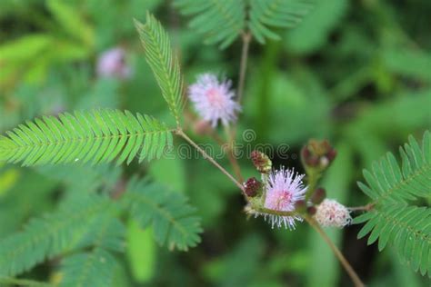 Mimosa Pudica Sensitive Plant Stock Photo Image Of Features