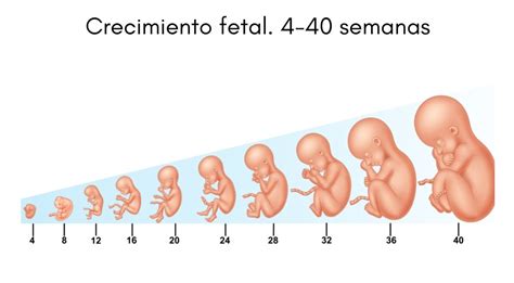 Desarrollo Embrionario Concepto Etapas Y Sus Caracter Sticas Porn Sex Picture