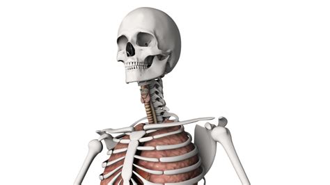 Huesos Del Cuerpo Humano Huesosdelcuerpohumano Profile Pinterest