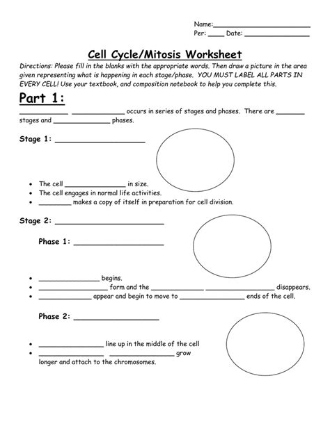 The specific location is up to you, since you are the person who is designing the spreadsheet. Cell Division And Mitosis Worksheet Answer Key — excelguider.com