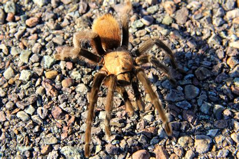 Best Time To See Tarantula Migration In Texas 2022 Roveme