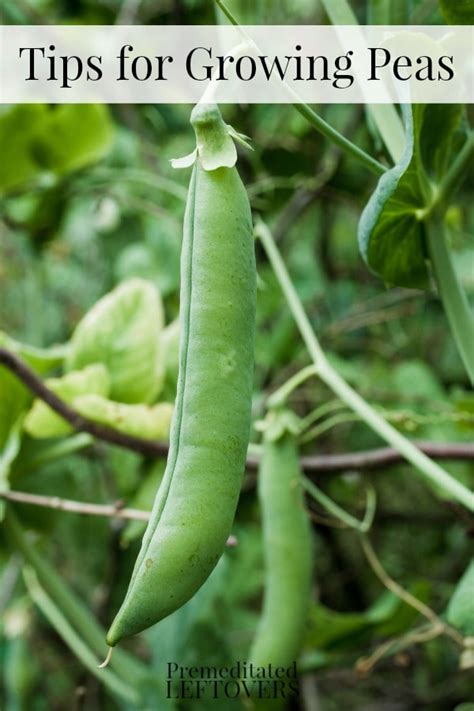 Tips For Growing Peas In Your Garden