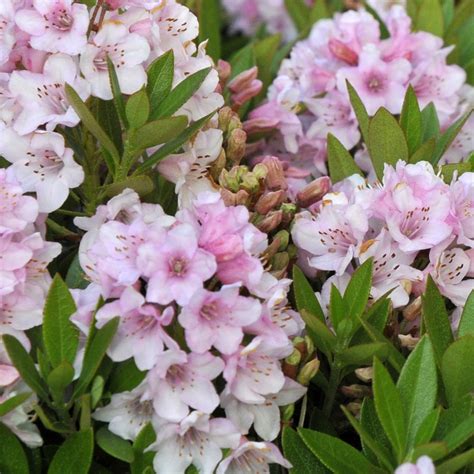 Rhododendron Bloombux Evergreen Pink Flowering Outdoor