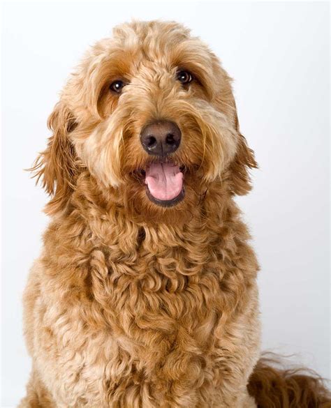 Free coloring pages of goldendoodle puppies. Goldendoodle Dog Breed » Everything About Goldendoodles