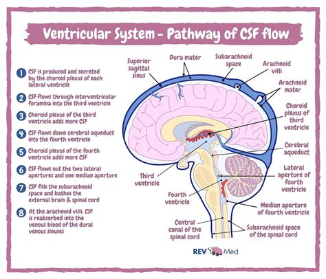 Anatomy Of Meninges Ventricles Cerebrospinal Fluid Ce Vrogue Co