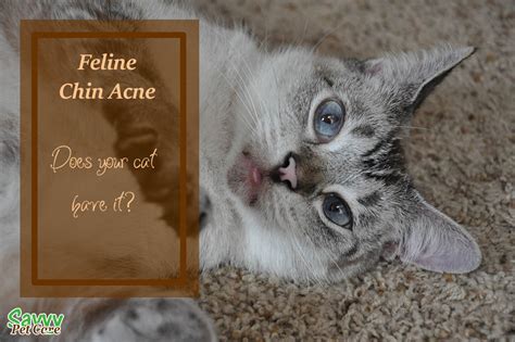 Possible causes include stress, poor grooming, a reaction to medication, an underlying. Feline Chin Acne: Does Your Cat Have It? | Savvy Pet Care