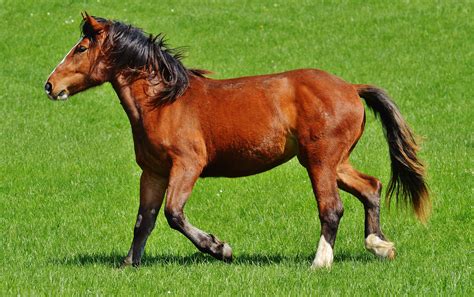 Graceful Brown Horse On The Grass Free Image Download
