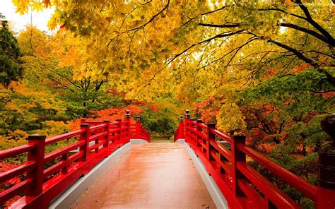 Autumn Fall Landscape Nature Tree Forest Leaf Leaves Path Trail Bridge