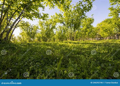 Hazelnut Trees Plantation Landscape And View Large Group Of Trees