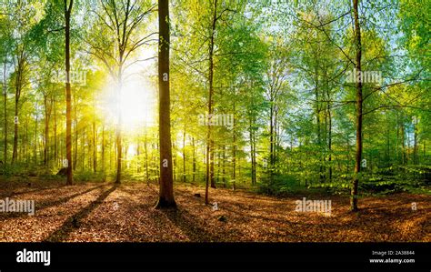 Lichtung Im Wald Bei Sonnenschein Stock Photo Alamy
