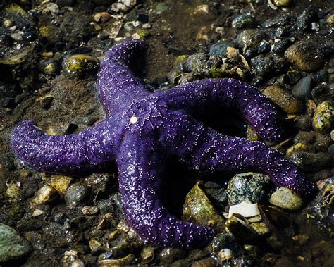 Purple Starfish Photograph By Puget Exposure Fine Art America