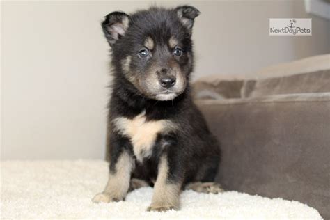 Misty Wolf Hybrid Puppy For Sale Near Charlotte North Carolina