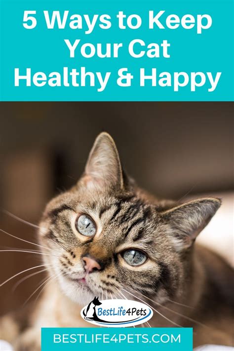 5 Tips For Keeping Your Cat Healthy In 2020 Cat Health Problems Cat