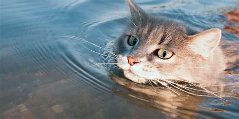 How To Teach Your Cat To Swim Metro Swim