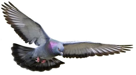 Pigeon Png Transparent Images Png All