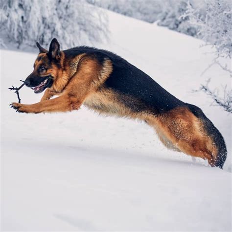 15 Amazing Facts About German Shepherd Dogs You Probably Never Knew