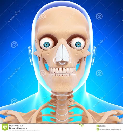 Esqueleto De La Cabeza Humana En Azul Stock De Ilustración