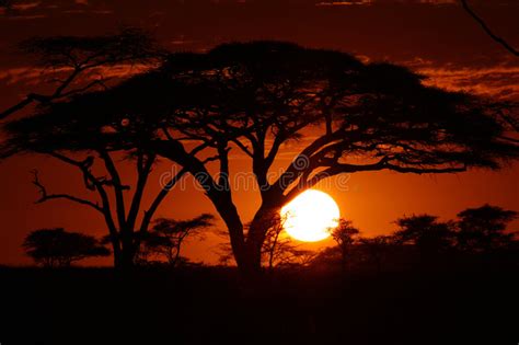 Africa Safari Sunset In Trees Stock Photo Image Of Kenya Floral 6746868