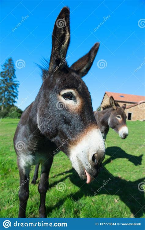 Donkeys At The Farm Stock Photo Image Of Meadow Grass 137773844