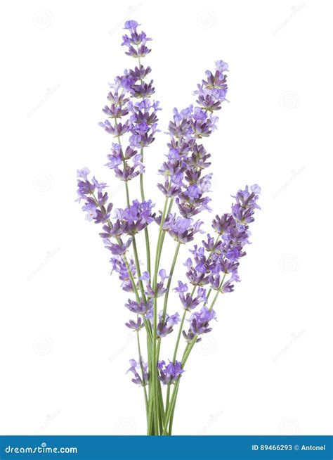 Bundle Of Lavender Isolated On White Background Stock Image Image Of