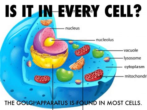 Golgi Body In Animal Cell Golgi Apparatus Wikipedia The Golgi