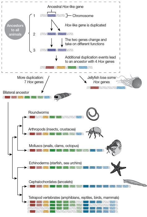 Homeotic Genes And Body Patterns