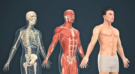 Human Body Male 3d Scene Mozaik Digital Education And Learning