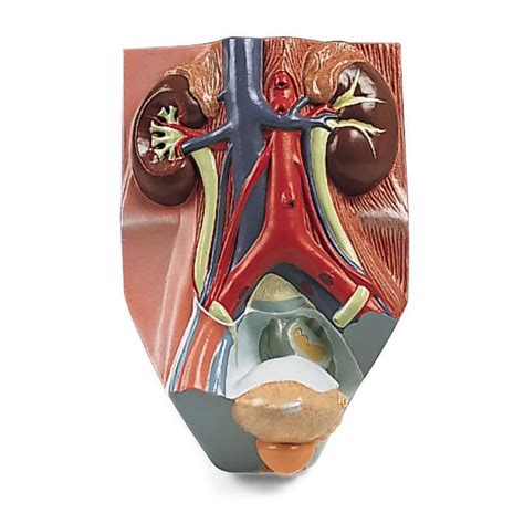 male urinary system model uk