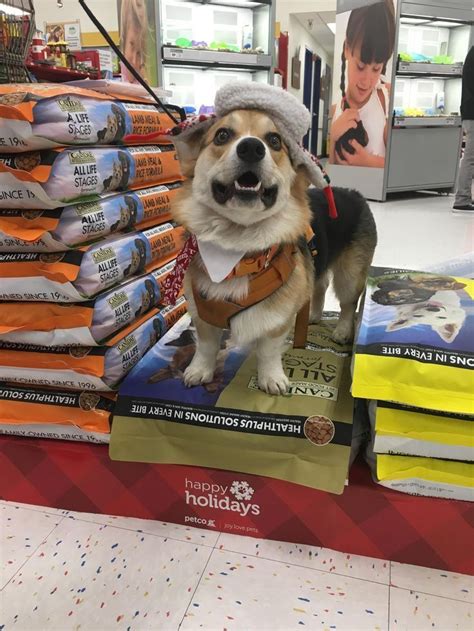 Pet supplies plus is adding a new line to its redford naturals' portfolio of dry dog food: Food For Corgis | Dogs, Funny animal pictures, Dog eating