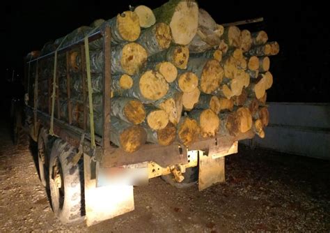 Eighteen Cases Of Illegal Logging Revealed Reportge