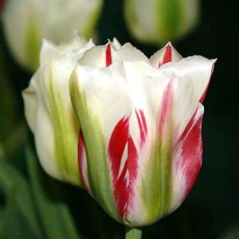 Flaming Spring Green Viridiflora Tulips