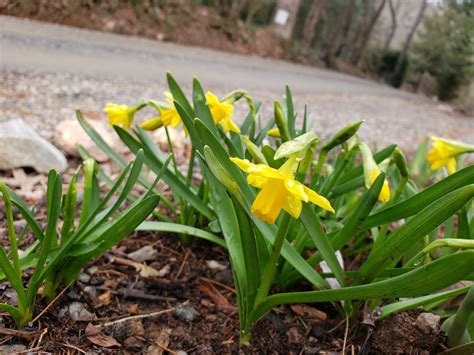 Mini Daffodils Are Blooming Rgardening