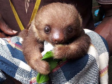 These Cute Sloth Pictures Will Make You Loose Your Mind Cute Sloth