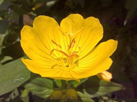 Check spelling or type a new query. Evening primrose (Oenothera pilosella) | Yellow plants ...