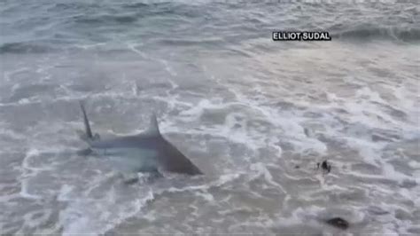 Watch Real Life ‘jaws Moment Caught On Tape In Nantucket National