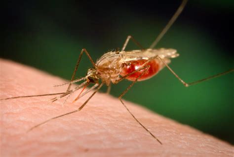 Crispr Use Creates Malaria Resistant Mosquitoes