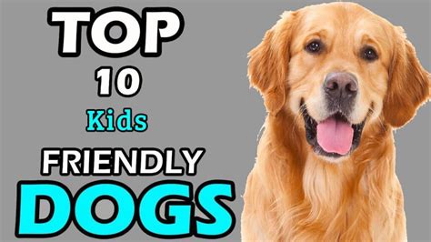 Top 10 Kids Friendly Dogs Breed