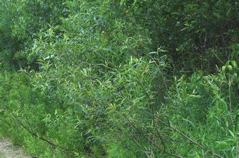 Salix Sericea Silky Willow Go Botany