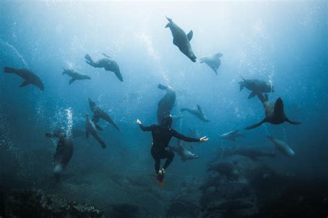 Freedive With Seals Snorkel With Seals Padi Guided Scuba Dive With Seals In The Batemans