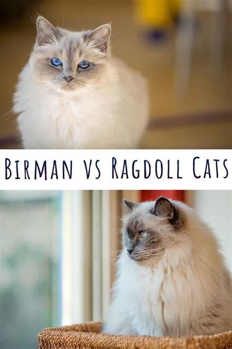 Birman Vs Ragdoll How To Choose Between Them Pedigree Cats Cat