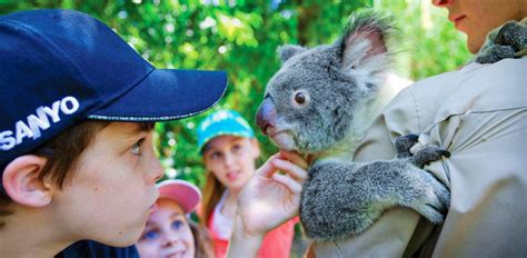 Breakfast With Koalas Cairns Tours And Attractions Bellevue At