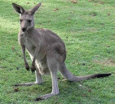 Dateieastern Grey Kangaroo Young Waiting Wikipedia